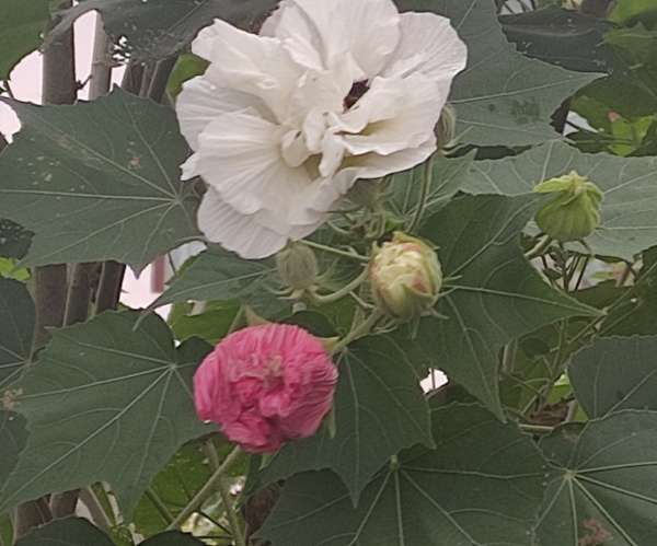 美丽多变的妖精花 步行街主干道 虎扑社区