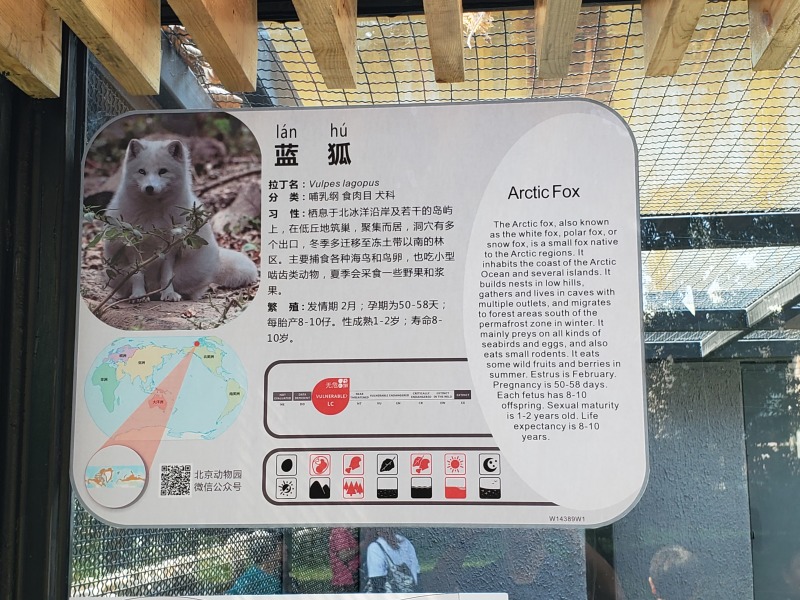 然后感觉这个北极狐可以翻译成银狐,结果叫蓝狐.